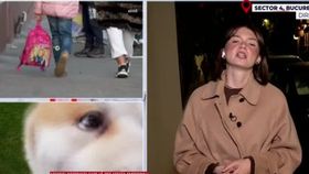VIDEO O fetiță de 6 ani a fost mușcată de obraz de un câine Akita. Care este starea de sănătate a micuței?